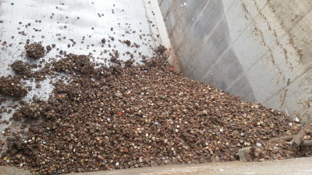 2014-01-25 Fegen Feuerlocke - 20140125 102257