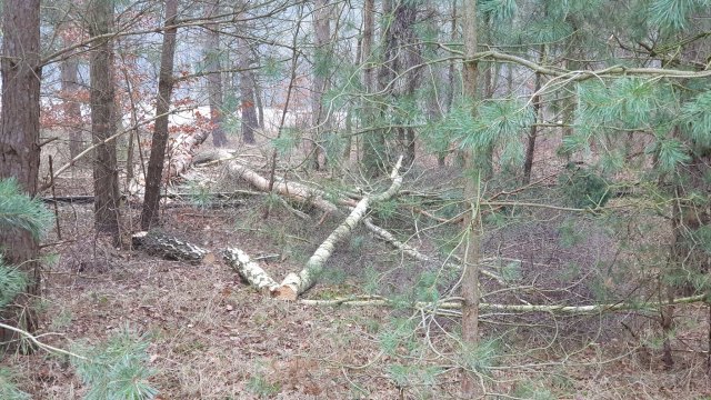 2021-12-27 MCE Brennholz - 20211228 112940